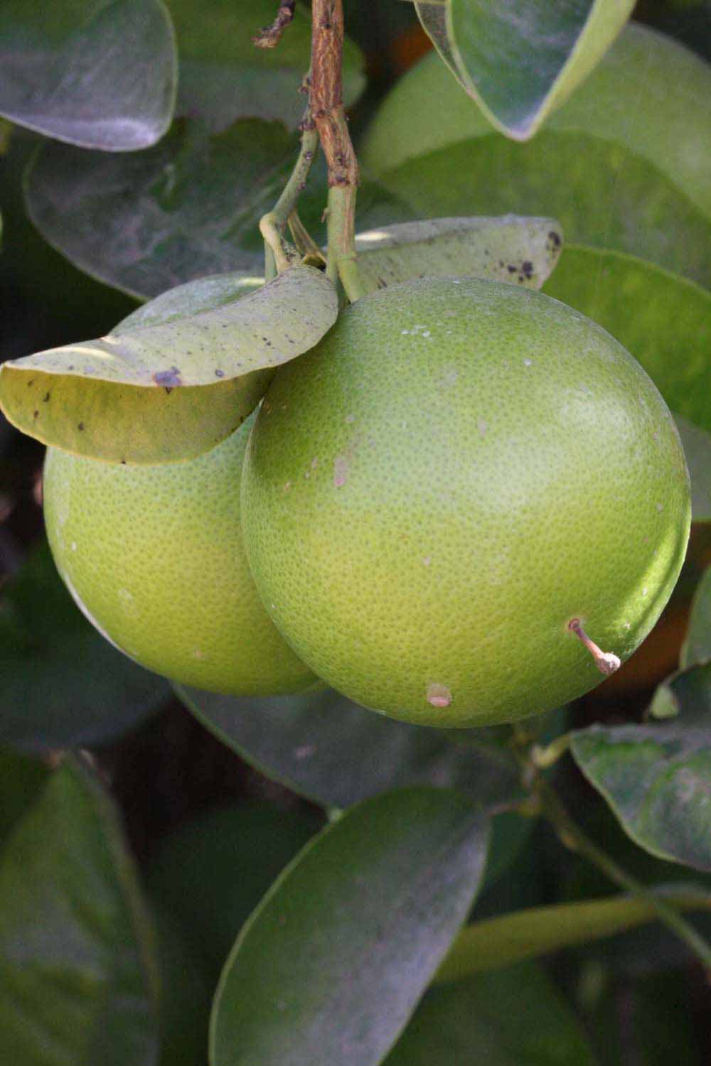            Immature fruit (Riverside, CA)   